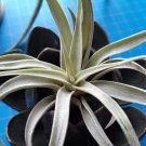 fuzzyairplant