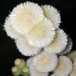 Yomisma
