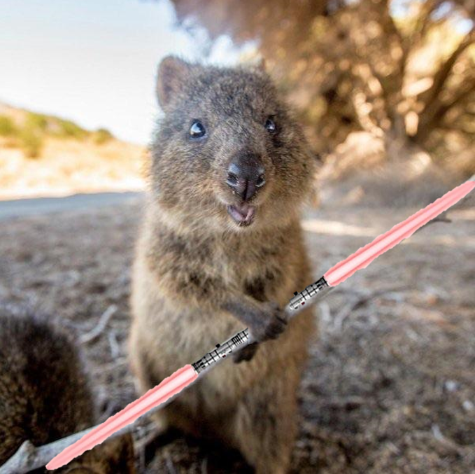 SithQuokka.png.e9a11af8438483e335e6a7b563fdae08.png
