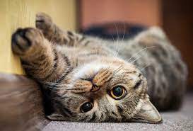 catto.jpeg.bd51610f7cb9fc5a7267f80121bf2e7e.jpeg