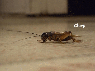 crickets.gif.4fd3d57879d1c6b38ed27c280caf9ef6.gif
