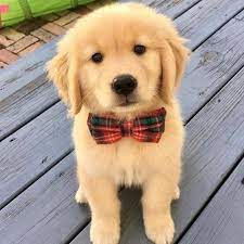 pupper.jpeg.b8145d7640c374f15ea7adbd3c2b5816.jpeg