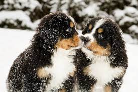 puppers.jpeg.735000c9e7bc38849c2a4587390475cb.jpeg