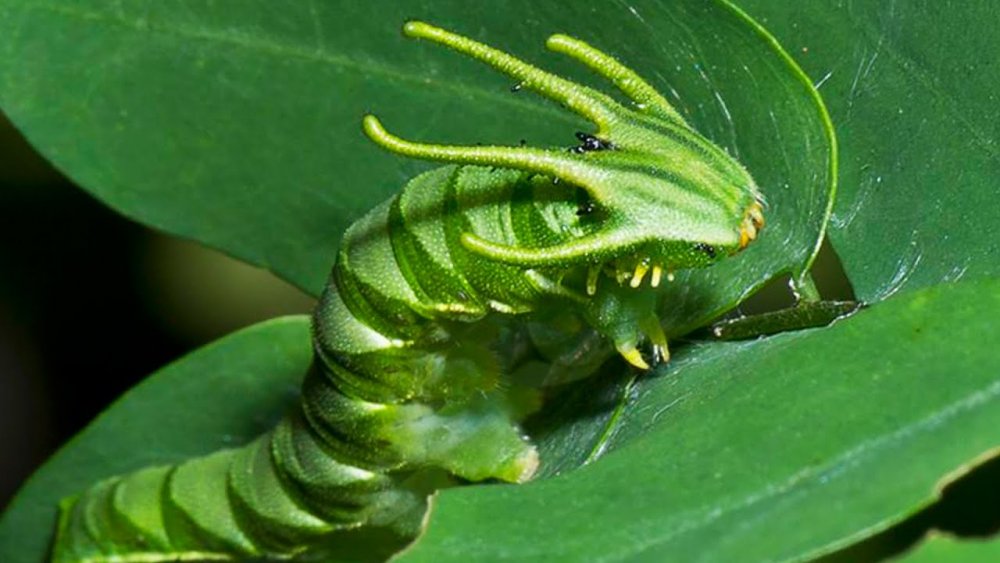 63cf4b0265074_DragonheadCaterpillar.thumb.jpg.06433735cd00b9314a301470d2c92abc.jpg