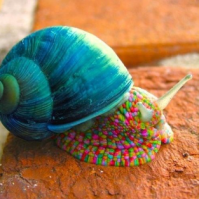 TheGreatSnail