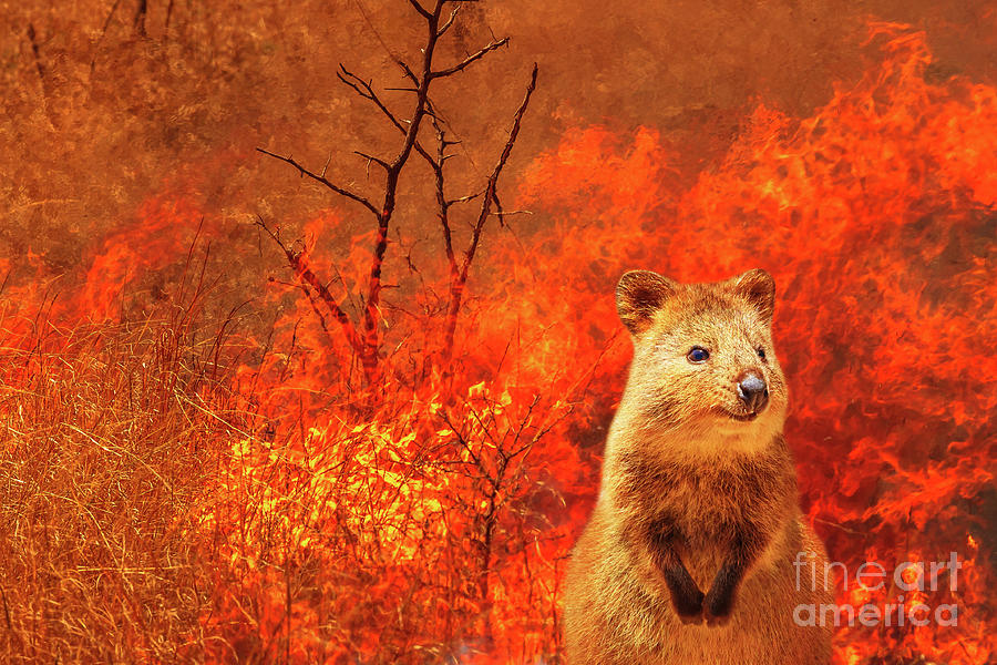 australian-quokka-wildlife-in-the-fire-benny-marty.jpg.a8735c507efef95c585e494d77384084.jpg