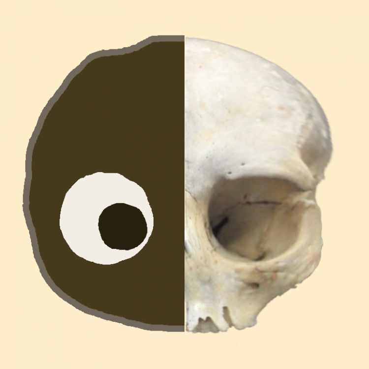 63f9b03437b49_puffballskull.thumb.png.99494475a4f9a3e48ec5dd287e425a1e.png