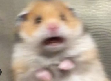 cHAos.jpg.181afb9538b6f421e66c85bae7b81d4c.jpg