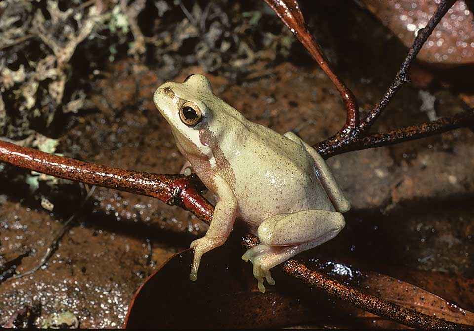 642b7bcae2c5e_commonfroglet.jpg.282690caf7b22f5616a58f5ada2966c5.jpg