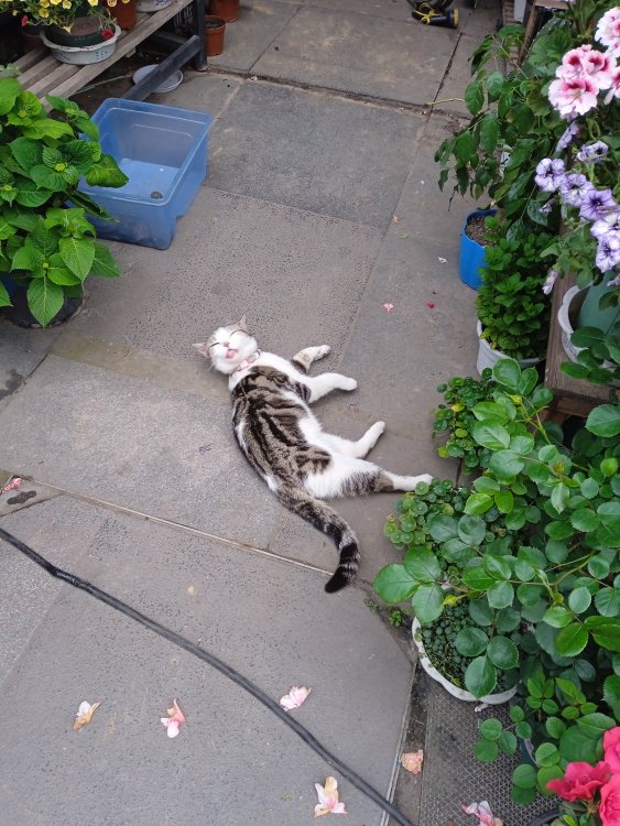 IMG_20230402_172550.thumb.jpg.2155c3e1deeb4e2b5fd8e630c8d3f4e9.jpg