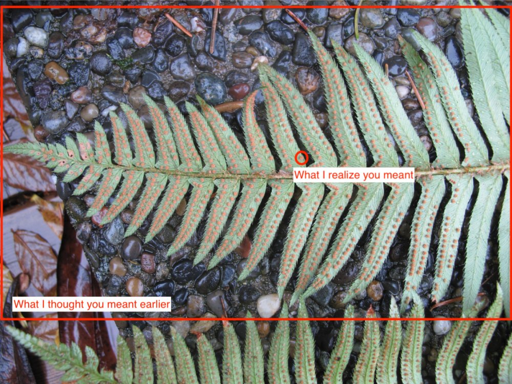 swordfern.jpg