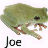 joefrog