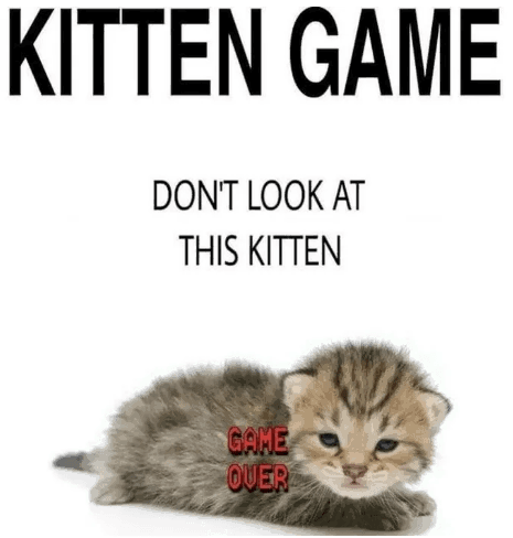 cat-kitten-game-dont-look-at-this-kitten-game-over.png.3ca1e71ec2276584f2cabaa4b99f58df.png