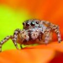 The flying spider