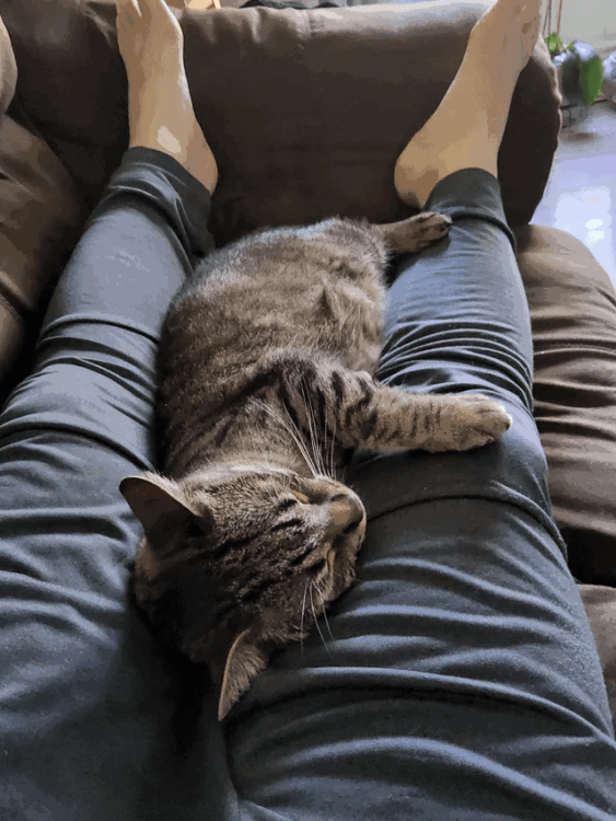 cat(2).thumb.png.973e86264488ede7fade0b411f6f83b0.png