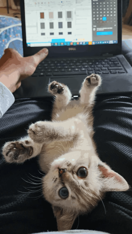 cat(4).thumb.png.e65ca5d3d7288b3a861acf8d7bbecd21.png