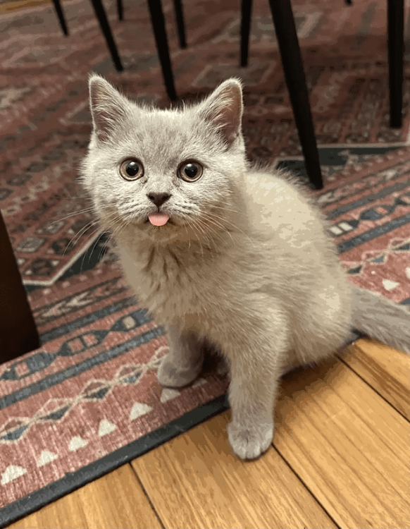 cat(9).thumb.png.423229b4789c7eca05024ceece37a876.png