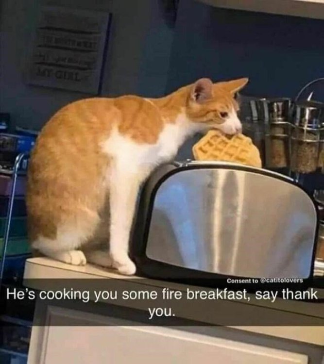 cat-consent-catitolovers-hes-cooking-some-fire-breakfast-say-thank.thumb.jpeg.9b42b3ee69805c93989308a30152c249.jpeg