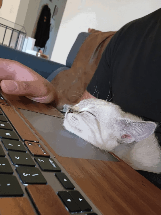 cat-w-obijou-7-fr.thumb.png.1555209ea872c09c7a35d2cb91b2fdc7.png