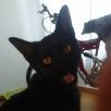 Coffeecat