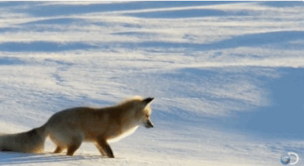 IMG_5344.gif.f105fd8404cf0f84fb1ba91d412383a9.gif