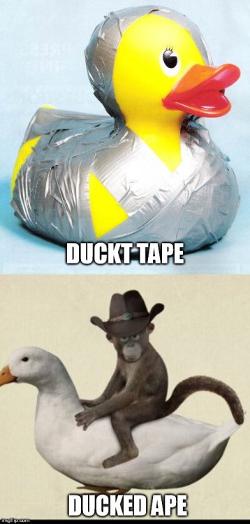 image.thumb.jpeg.10c2af53cfdd6f0c0452acd7e9385770.jpeg