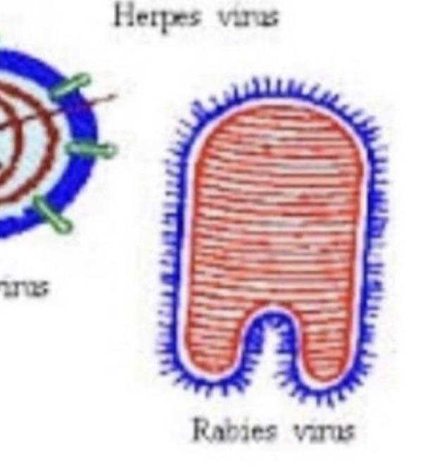 rh05v05odnv61.jpg.f1ab0390f7945b5c5e589a91974da545.jpg