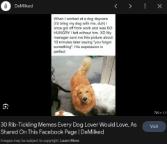 annoyed doggo.png