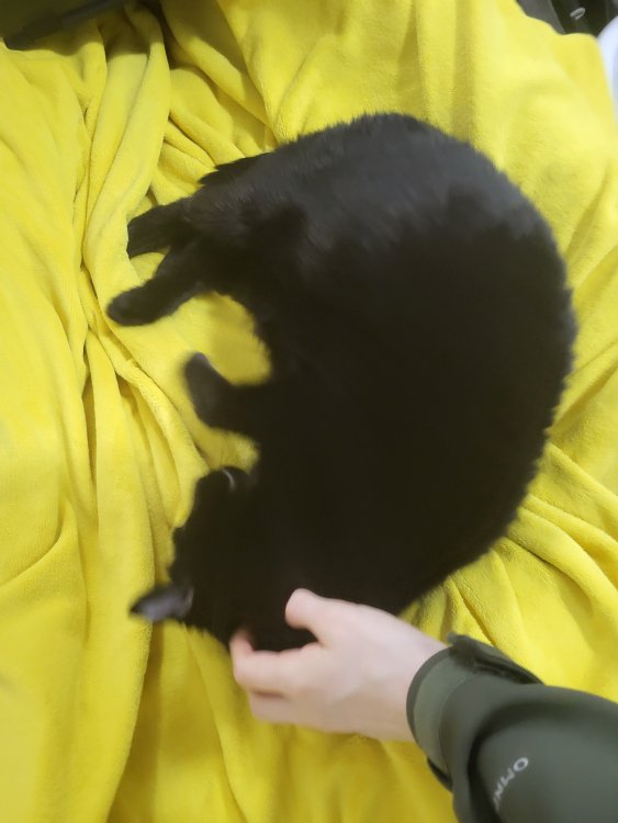 17304894417458767941965939727954.thumb.jpg.a989dc69cf37f435f59ea6cd4b14aefc.jpg