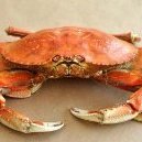 EvilCrabs