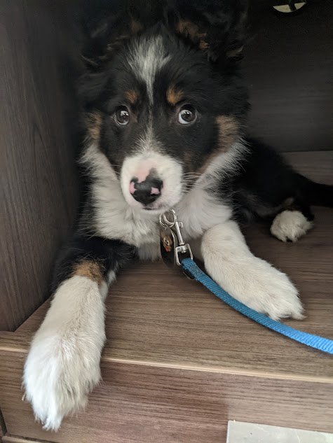 The Dog