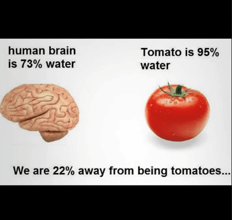 human-brain-is-73-water-tomato-is-95-water-are-22-away-being-tomatoes.thumb.png.ae52b8414df5412691ee00f0b5cf598b.png