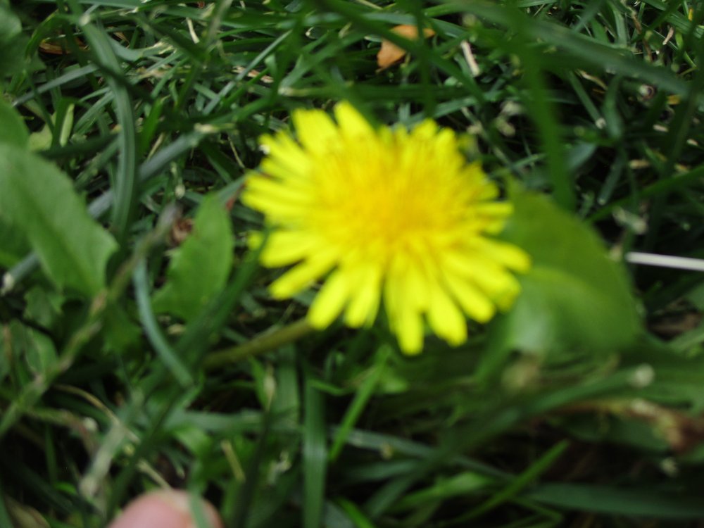 IMG_7235.thumb.jpeg.22486ea5afcb1d4a2aed0fe78159e2f4.jpeg