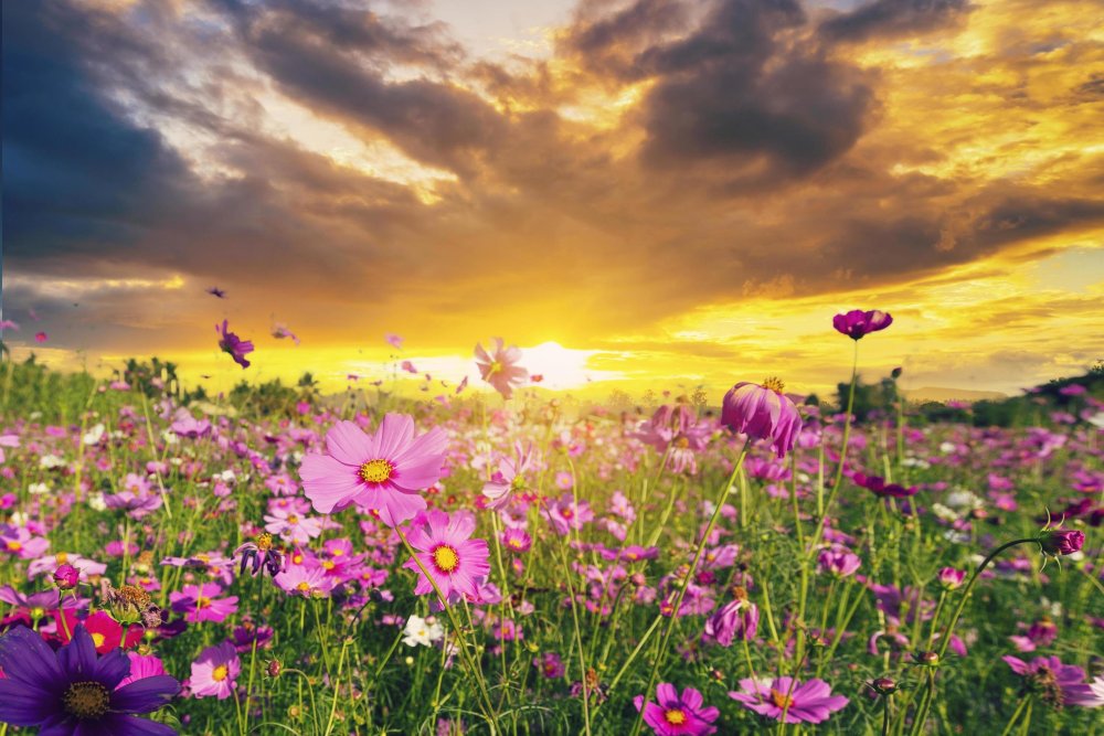 natural-view-cosmos-filed-and-sunset-on-garden-background-free-photo.thumb.jpg.cbb1bcbb976bf0659e024c60613ec0c2.jpg