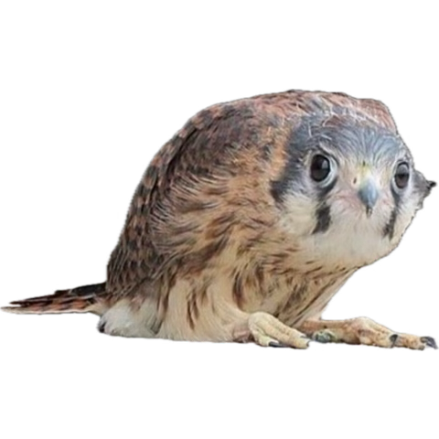 image.png.c89efe603b1e9e09199cd1e31b75b6aa.png