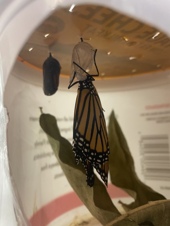 IMG_8296.thumb.jpeg.8b67c320d2bee96e17439f4899f4cb70.jpeg