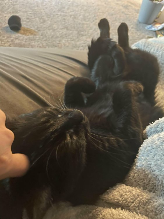 cat4.thumb.jpg.1709e2d14cd97b7f26664619661ea3af.jpg