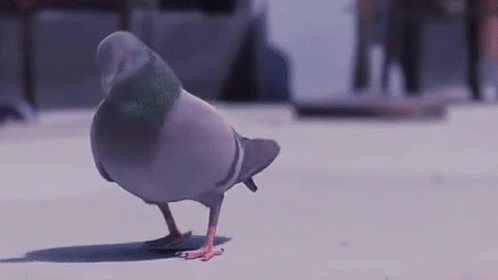 2190017f188acb567a8c091ec0f5d418.gif.3d3b7a08d7db2f1d175840cc3a361aeb.gif