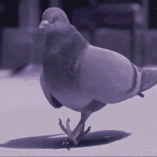pigeon-vibes.gif.3364b93b226f5056f9f3156d019b11cd.gif