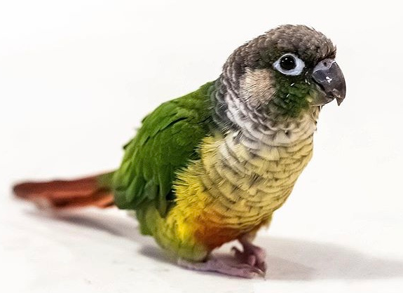 emeraldthebirdbirdbird(1).PNG.63efaca26602d4e74595281e8cc1485a.PNG