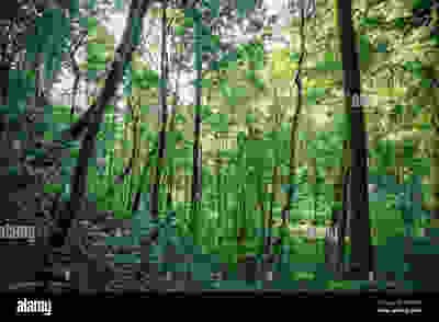 green-trees-inside-tropical-evergreen-forest-in-of-thailand-HGYDAP(1).jpg.4447c2325d02a51c636e27650eeb6c1e.jpg