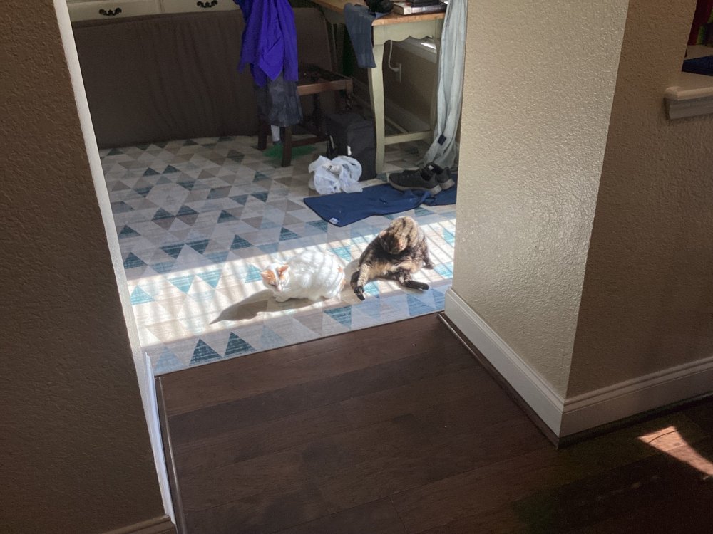 image.thumb.jpeg.8dd269e616c1908bdfb3391b02a08439.jpeg