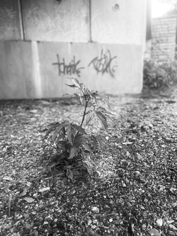 IMG_0469.jpeg