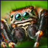 Pestis the Spider