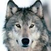 Wolven