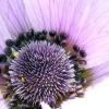 WildIris