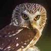 Aegolius.acadicus