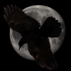 Prince of Ravens