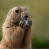 Marmota