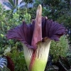 Titan Arum